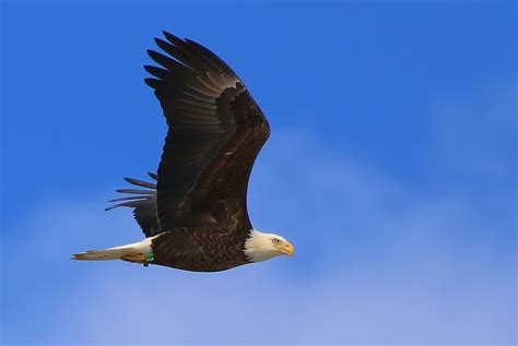 Eagle flies. Things To Know About Eagle flies. 